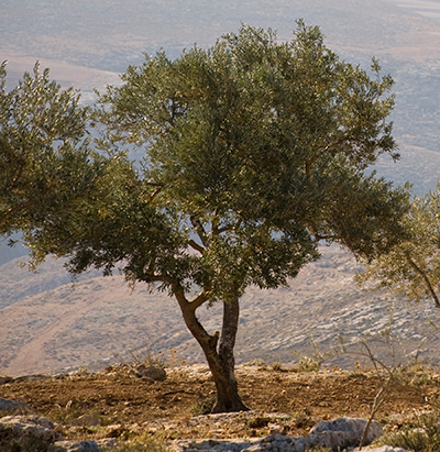 Sumud